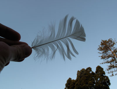feather